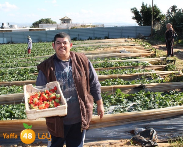 re7la tolkarem (61).JPG